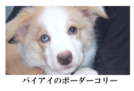 バイアイのボーダーコリー