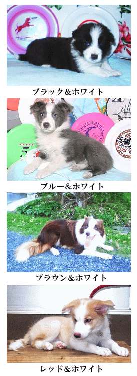 ボーダーコリー毛色各種
