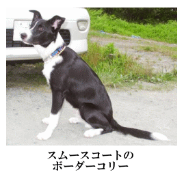 スムースコートのボーダーコリー