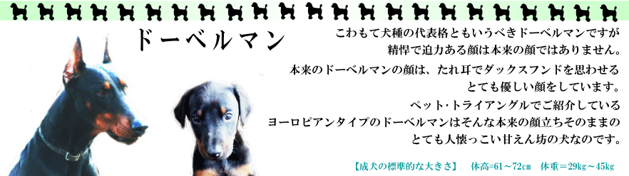 �h�[�x���}��