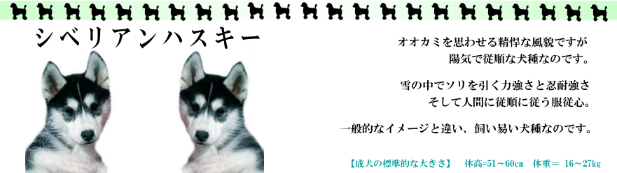 �V�x���A���n�X�L�[