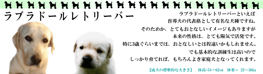 ���u���h�[�����g���[�o�[