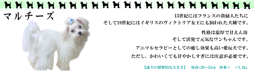 マルチーズ