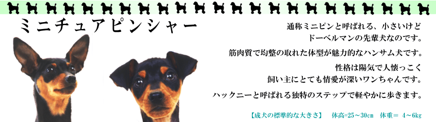 ミニチュアピンシャー