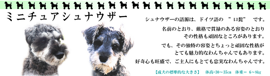 ミニチュアシュナウザー