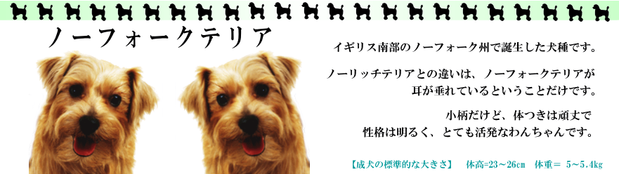 �m�[�t�H�[�N�e���A