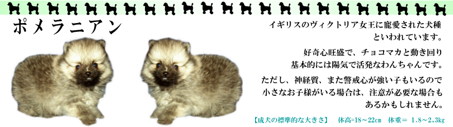 ポメラニアン