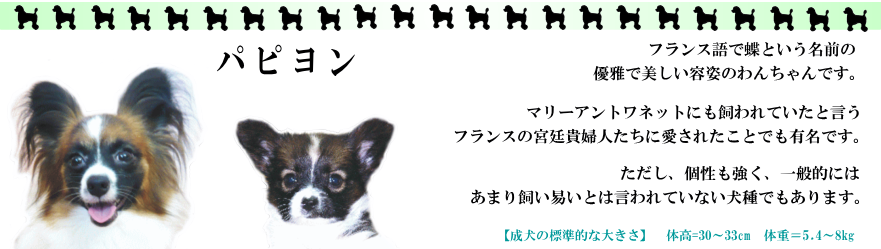 パピヨン