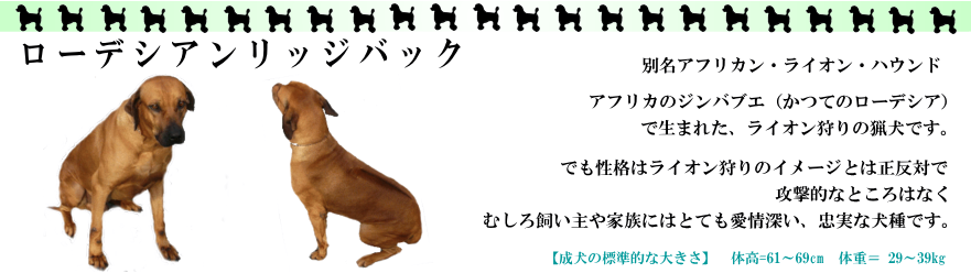 ローデシアンリッジバック