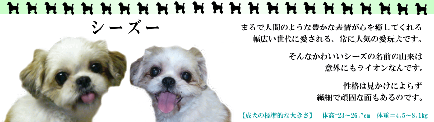 �V�[�Y�[