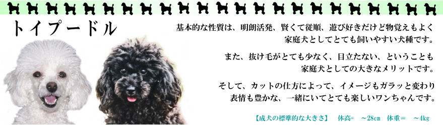 トイプードル